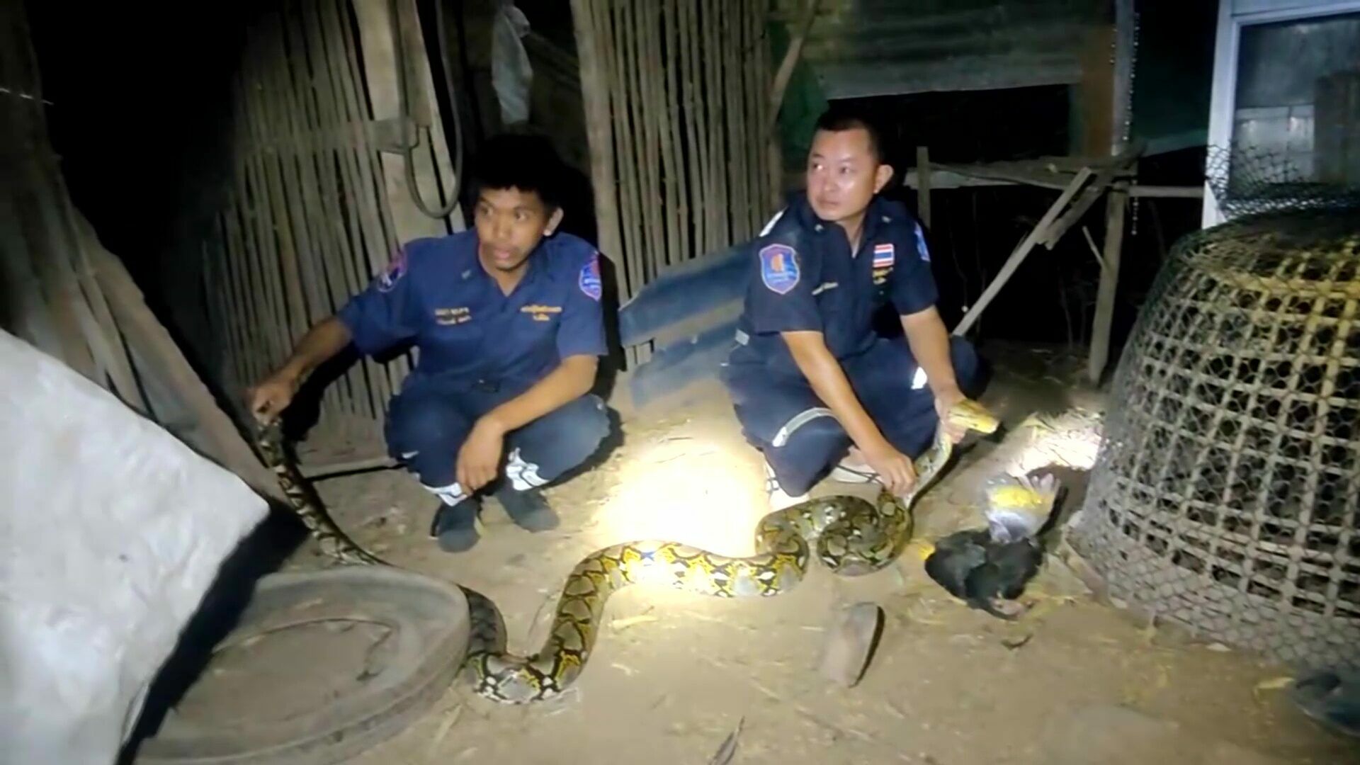 Giant python eats fighting cocks in Udon Thani coop raid
