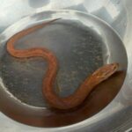 Golden eel discovery sparks lottery frenzy in Kamphaeng Phet | Thaiger