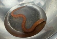 Golden eel discovery sparks lottery frenzy in Kamphaeng Phet