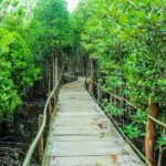 Bangkok plans 130 new parks, doubles tree goal by 2026 | Thaiger