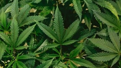 Thailand’s cannabis laws 2024