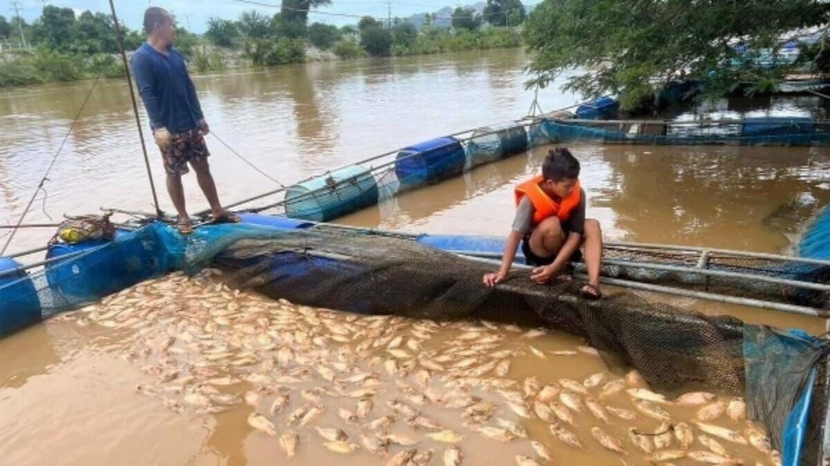 Severe flooding devastates Kanchanaburi fish farmers