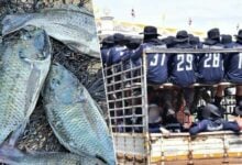 Thai prisons fight fish outbreak with new menu and inmate fishing