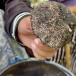 Family tragedy in Yasothon after consuming poisonous mushrooms | Thaiger