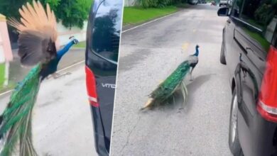 Peacock attacks Thai woman’s luxury car in TikTok video