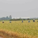 Thailand to export 8.2 million tonnes of rice amid strong demand | Thaiger