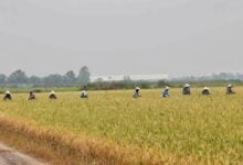 Thailand to export 8.2 million tonnes of rice amid strong demand