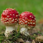 Tragic mushroom poisoning claims elderly woman&#8217;s life, son critical | Thaiger