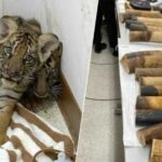 Wildlife crackdown: Claws out for illegal tiger biz in Thailand | Thaiger
