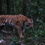 Tiger dies near Dong Yai Forest after alarming villagers | Thaiger