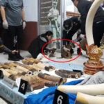 Thai couple arrested for illegal wildlife trade in Surin province