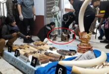 Thai couple arrested for illegal wildlife trade in Surin province | Thaiger