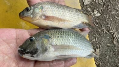Shrimp farmer in Samut Prakan finds potential hybrid fish