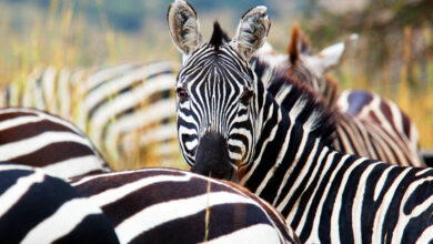 Stripes unplugged: Failed attempts to domesticate zebras