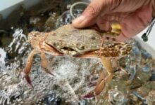 Pattaya City buys crabs to boost marine life, supports fishermen