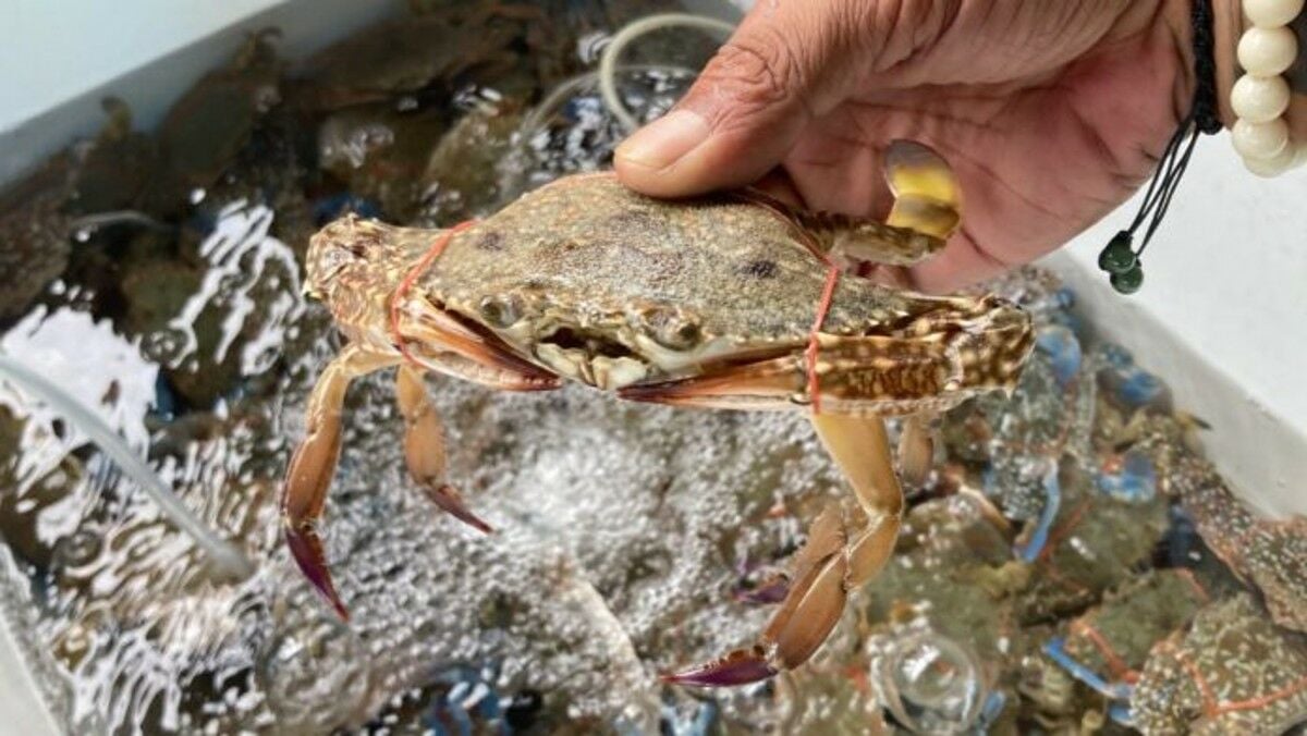 Pattaya City buys crabs to boost marine life, supports fishermen