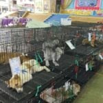 Soi Dog Foundation launches sterilisations to curb stray population
