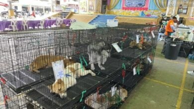 Soi Dog Foundation launches sterilisations to curb stray population