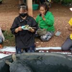 Giant turtle brings excitement and fortune to Phetchabun home | Thaiger