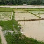 Severe flooding in Mae Hong Son threatens rice fields | Thaiger