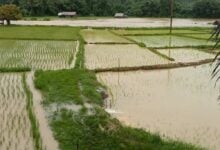Severe flooding in Mae Hong Son threatens rice fields
