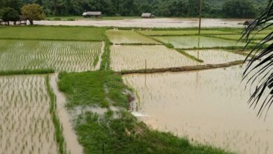 Severe flooding in Mae Hong Son threatens rice fields