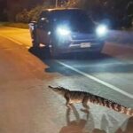 2-metre crocodile crossing road sparks panic in central Thailand | Thaiger