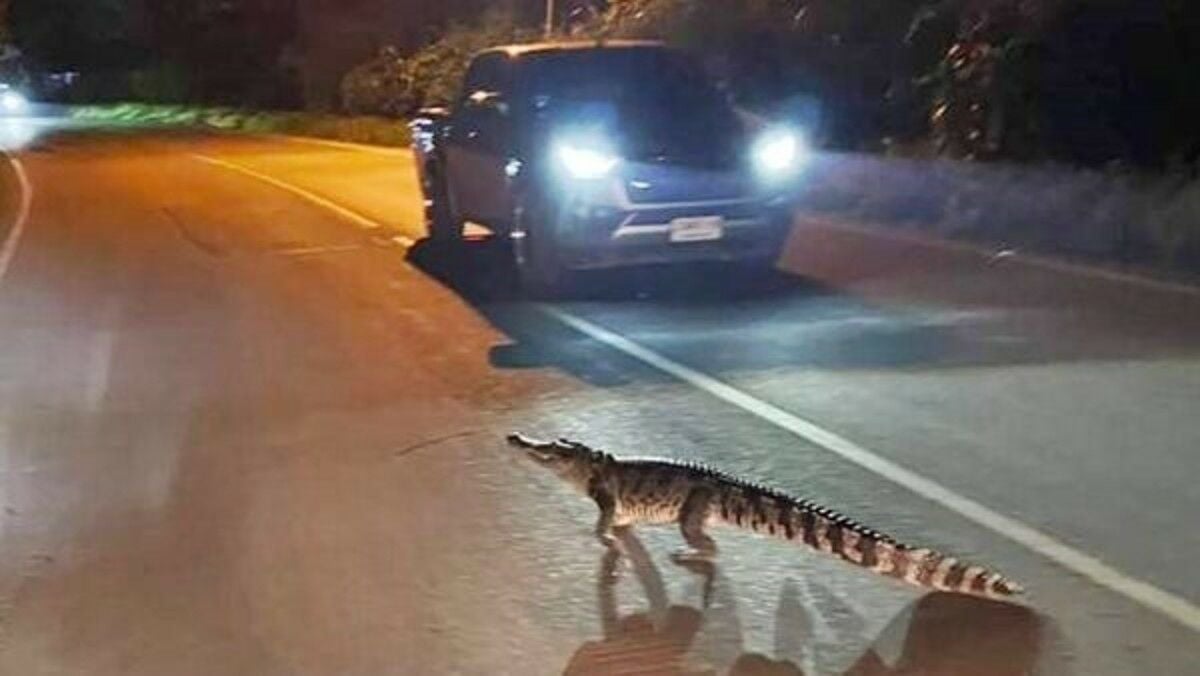 2-metre crocodile crossing road sparks panic in central Thailand