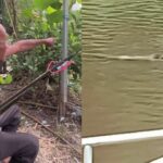 Crocodile sighting in Chachoengsao canal sparks panic | Thaiger