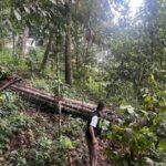 Chiang Mai: Fallen tree kills Chinese tourist, injures another | Thaiger
