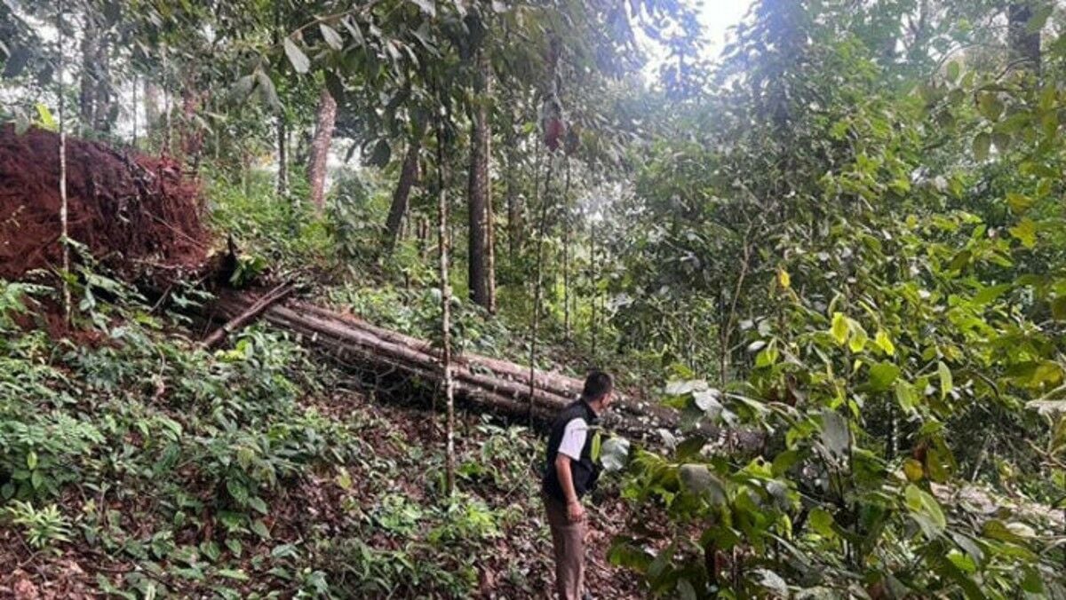 Chiang Mai: Fallen tree kills Chinese tourist, injures another