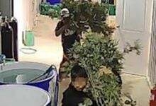 Thai thieves caught stealing cannabis plants to start business