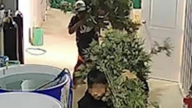 Thai thieves caught stealing cannabis plants to start business