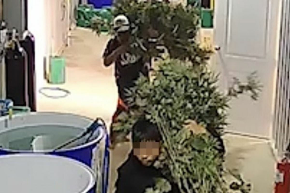 Thai thieves caught stealing cannabis plants to start business