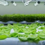 Mae Moh gets a farm makeover: Modern methods in full bloom | Thaiger