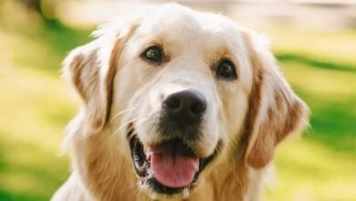 Golden retriever rescued from overflow dam in Udon Thani floods