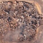 Human bones found in Trang may indicate old Chinese burial site | Thaiger