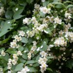 Jasmine flower shortage raises prices for Mother&#8217;s Day | Thaiger