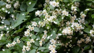 Jasmine flower shortage raises prices for Mother’s Day