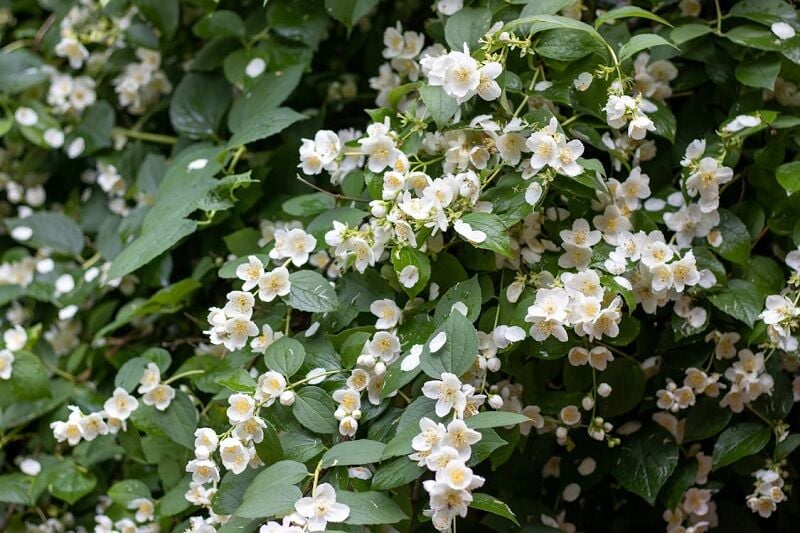 Jasmine flower shortage raises prices for Mother’s Day