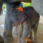 Elephant calf gets star-studded welcome in Pattaya | Thaiger