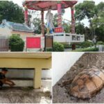 Mystical turtle discovered at Chon Buri temple | Thaiger
