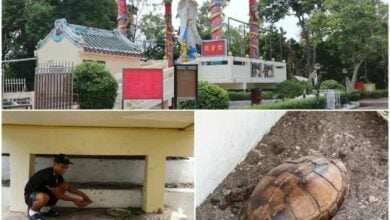 Mystical turtle discovered at Chon Buri temple