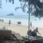 Rampaging buffalo charges through Chon Buri beach (video) | Thaiger