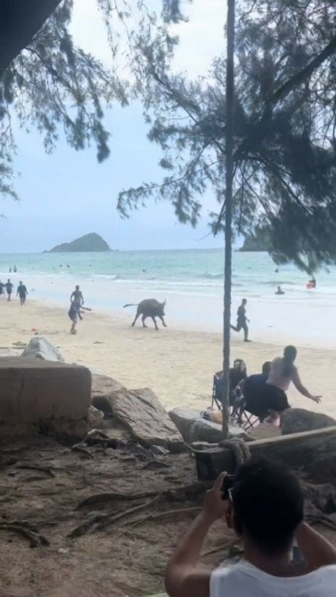 Rampaging buffalo charges through Chon Buri beach (video)