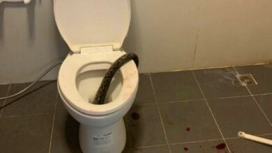 Toilet terror: Thai man’s shocking snake bite nightmare (video)