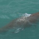 Viral dugong sighting stuns Phuket | Thaiger