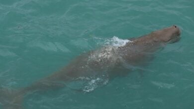 Viral dugong sighting stuns Phuket