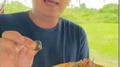 Chon Buri restaurant owner finds stones in imported river prawns (video)