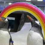 Beloved gay penguin dies in Sydney (video) | Thaiger